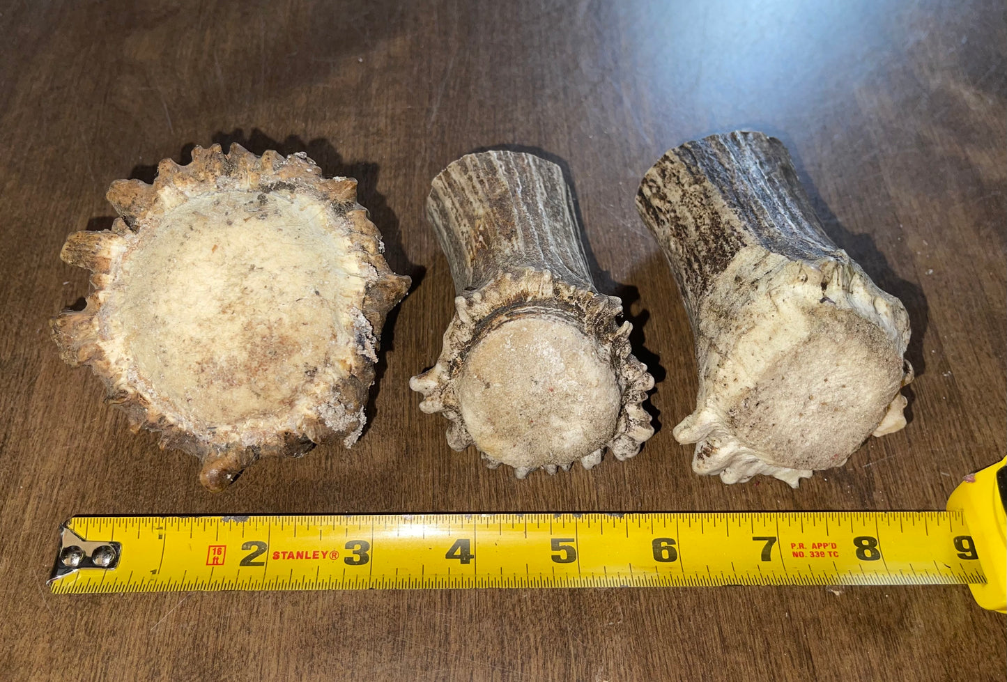 June-17 Moose Burr Trio for very good chewers ( dogs up to 45 lbs)