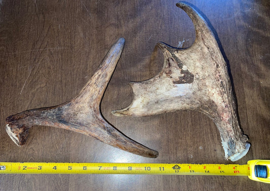 April61  Mini Moose Shed Duo for medium to good chewers
