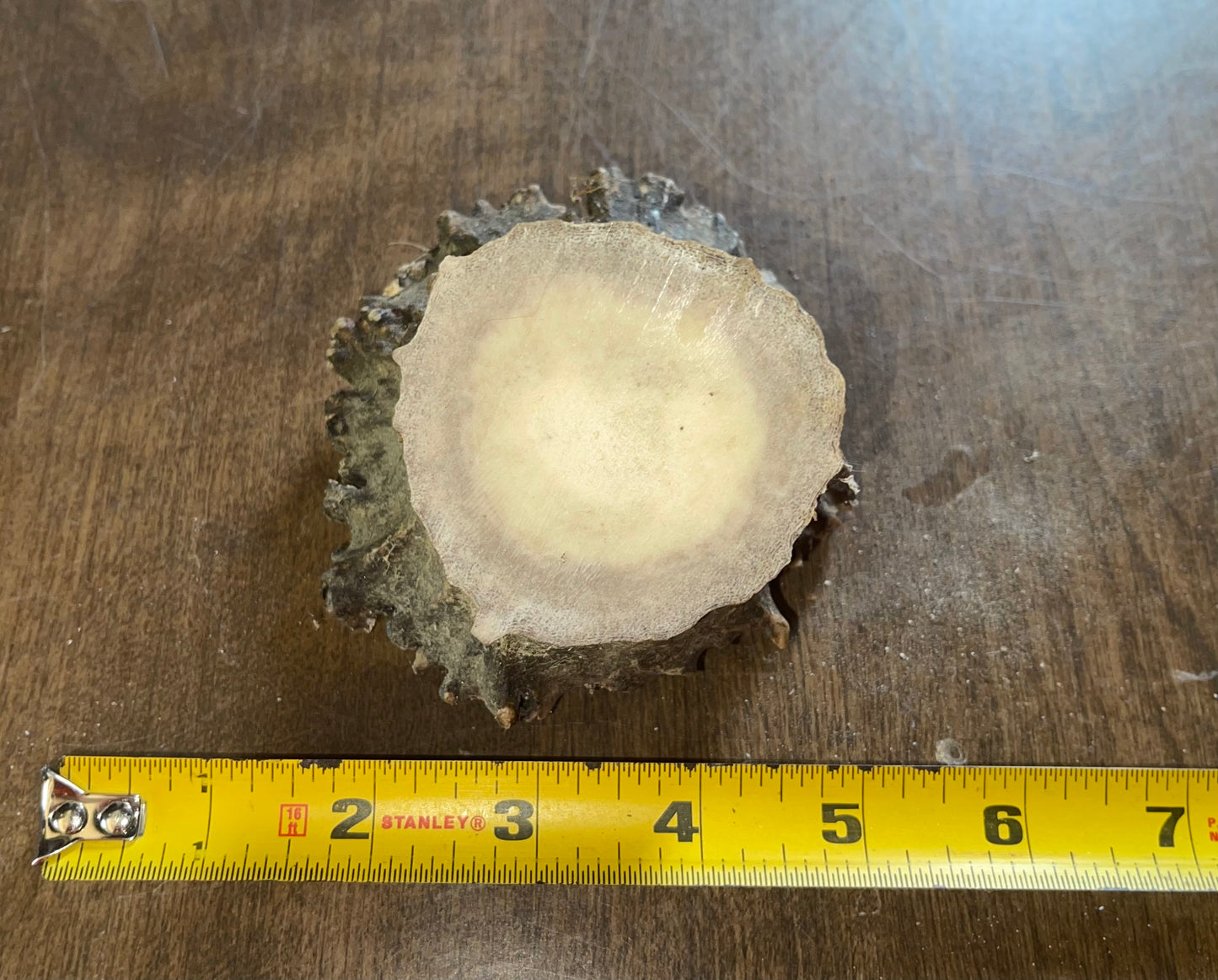 June-13 Moose Burr for very good chewers ( dogs up to 50 lbs)