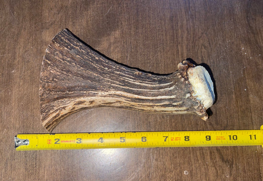 Aug-53 Monster Moose Beam XL for powerful chewers