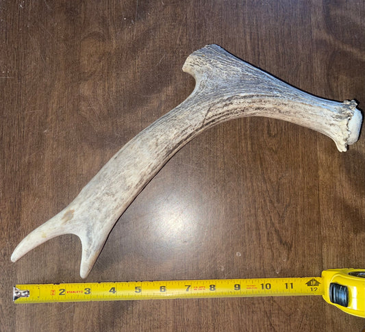 Sept-21-Moose Tine with Beam For good /very good chewers