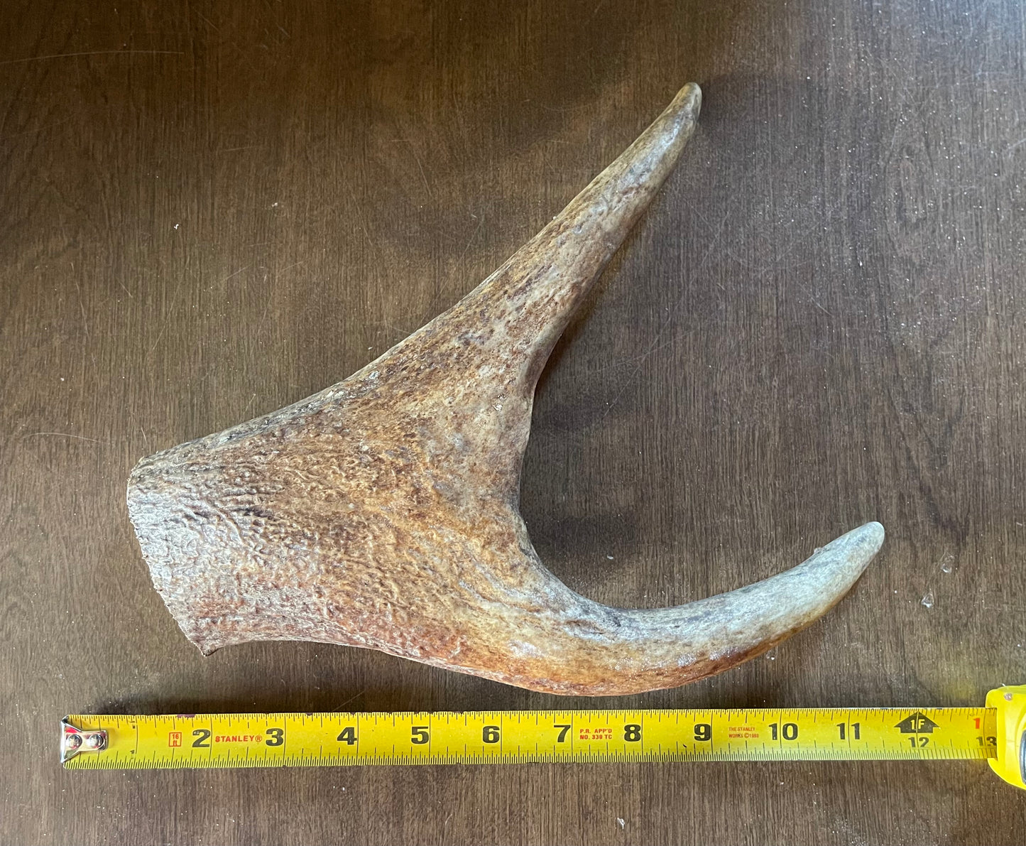 Sept-12 Monster Moose Claw for very good chewers