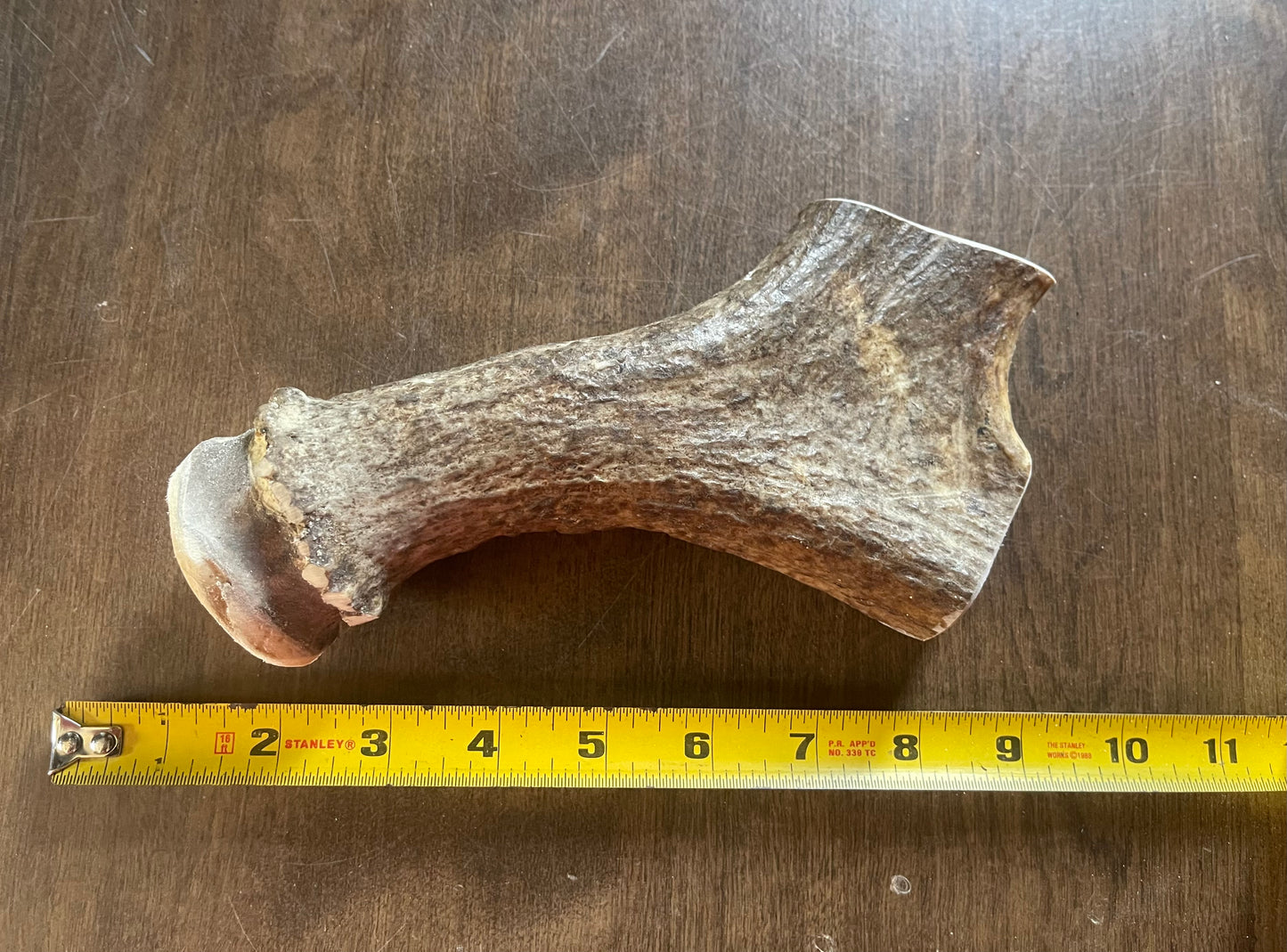 July-2 Moose Beam for very good chewers