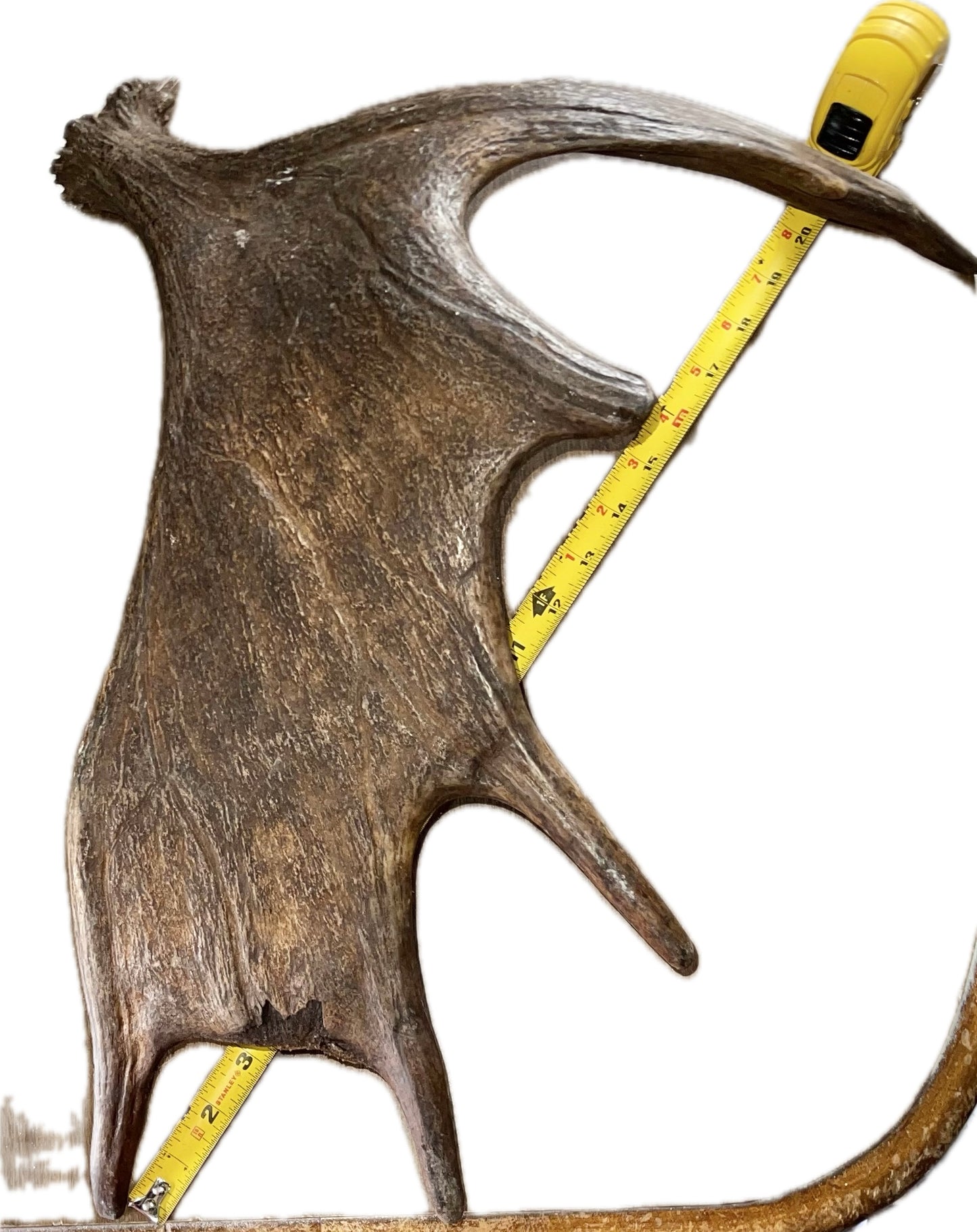 Jan-2 Moose Shed for Good chewers