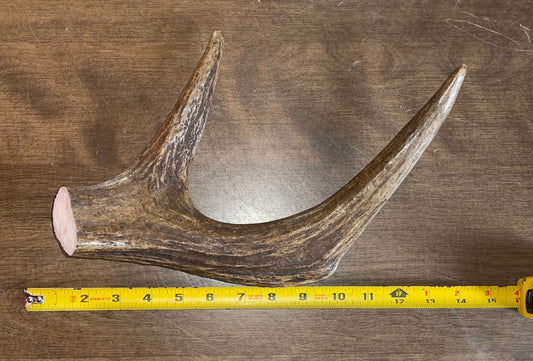 Aug-3 Massive Moose Claw for powerful chewers