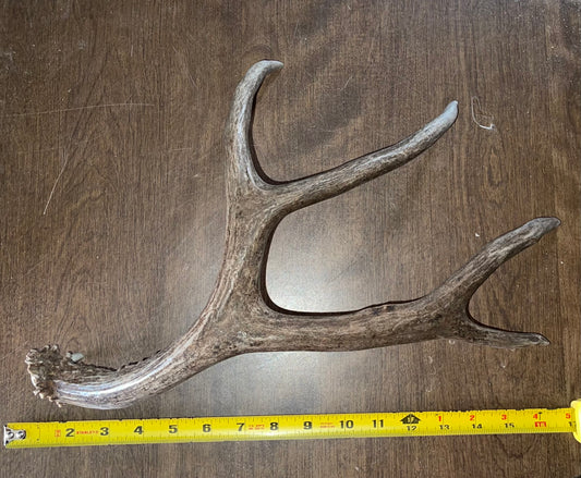 Mar-8 Mule Deer Shed