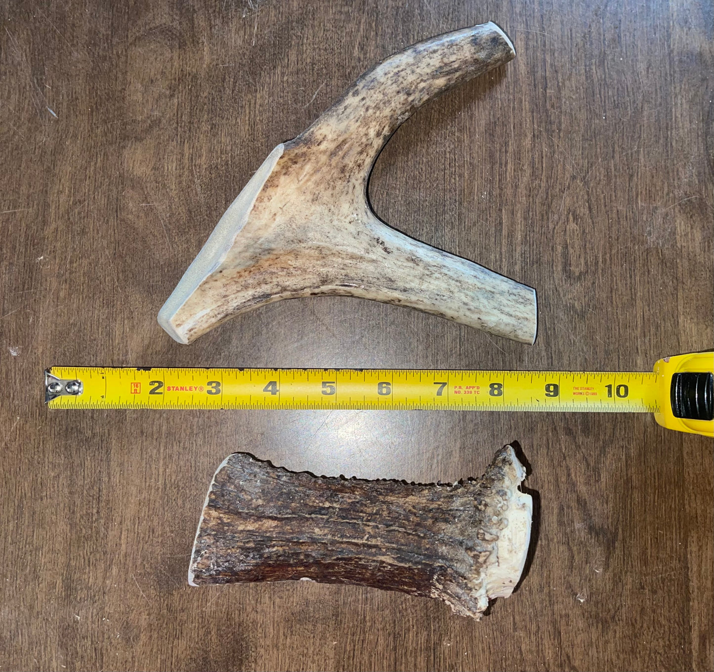 June-30 Moose Claw Medium/ Mini Moose beam for good to very good chewers