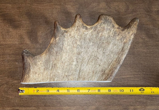 Aug-15 Monster Moose Paddle for Good chewers