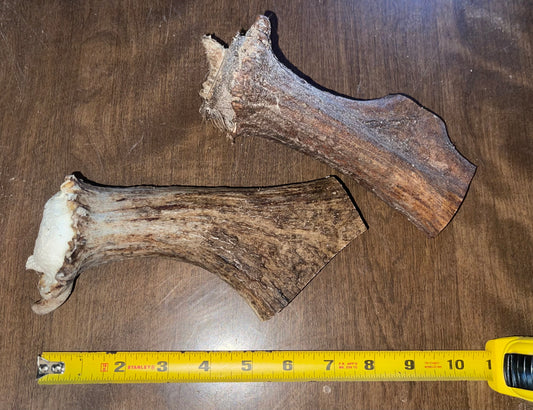 Aug-19 Moose Beam Duo for good chewers