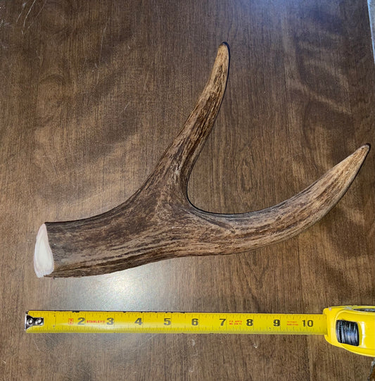 Dec-14 Monster Moose Claw  for Very Good chewers