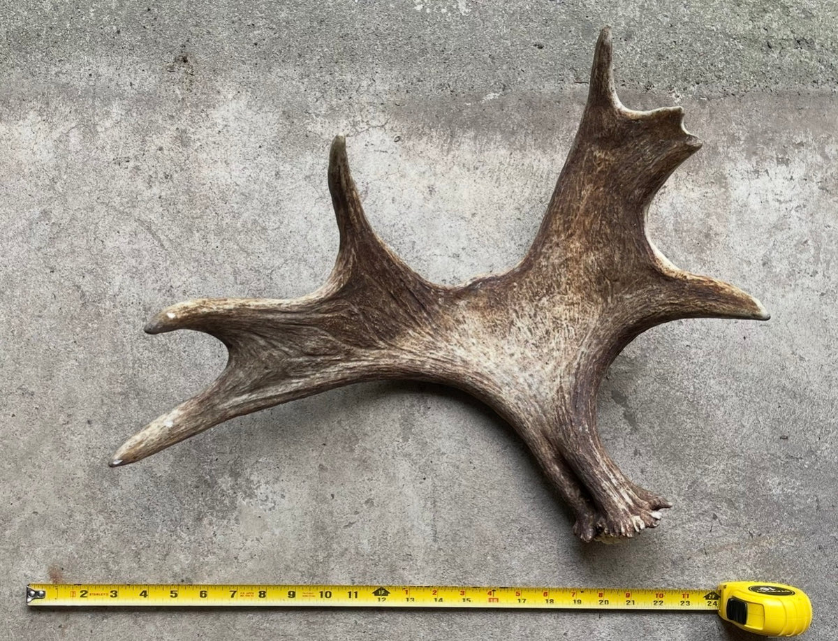 Moose Shed for good to very good chewers