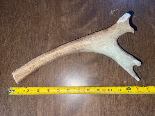 April59 Caribou Beam for good chewers
