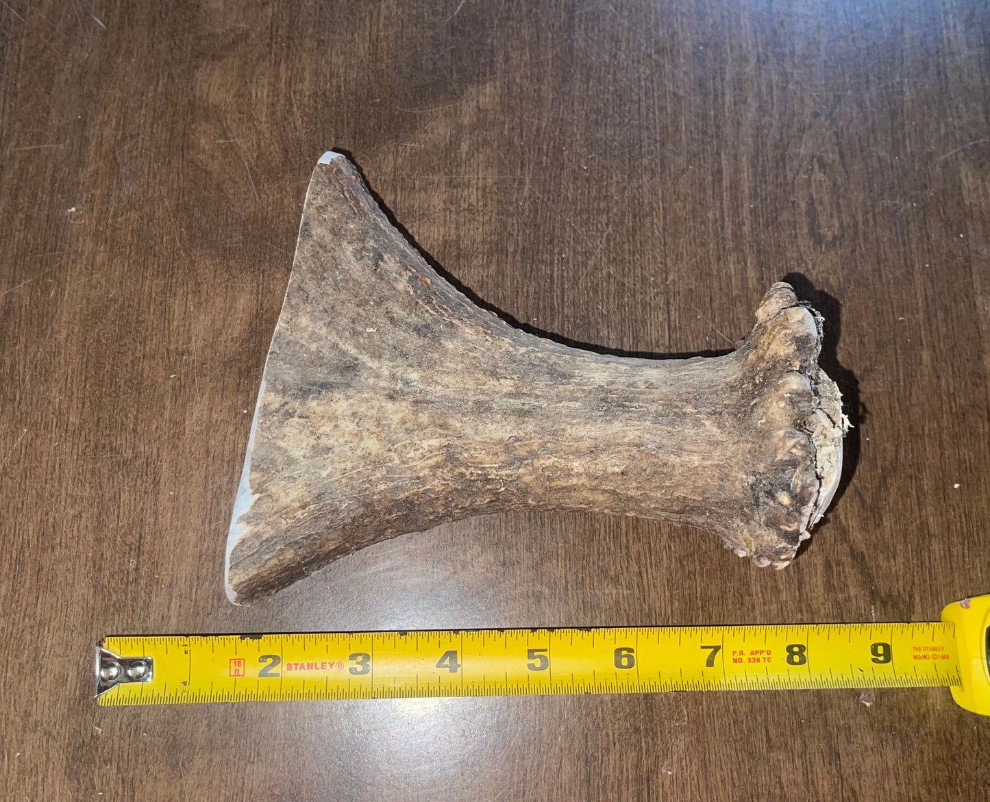 July-9 Moose Beam for very good chewers