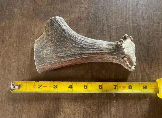 July-7 Moose Beam for very good chewers