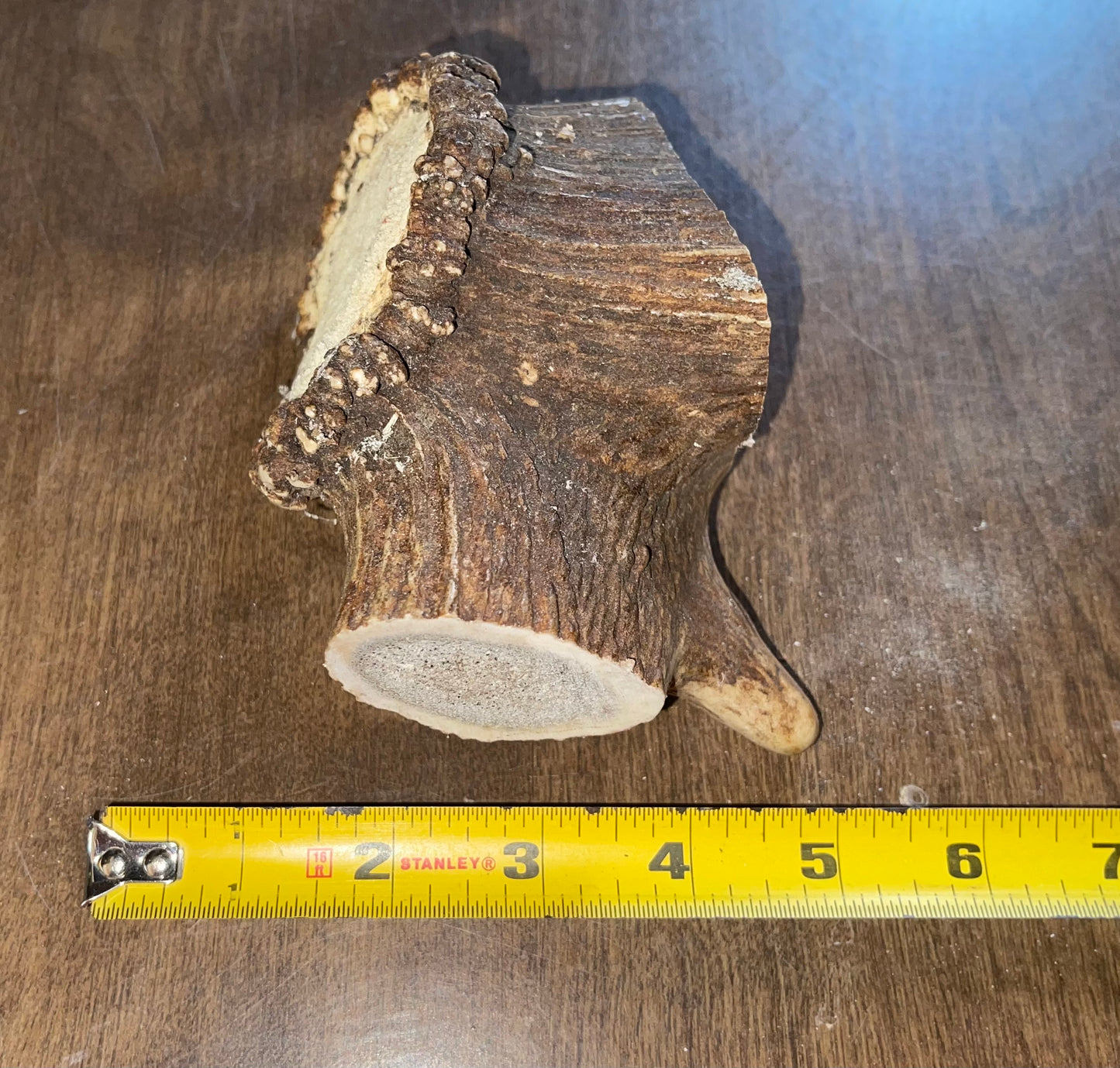 June-12 Elk Burr for very good chewers ( dogs up to 60 lbs)