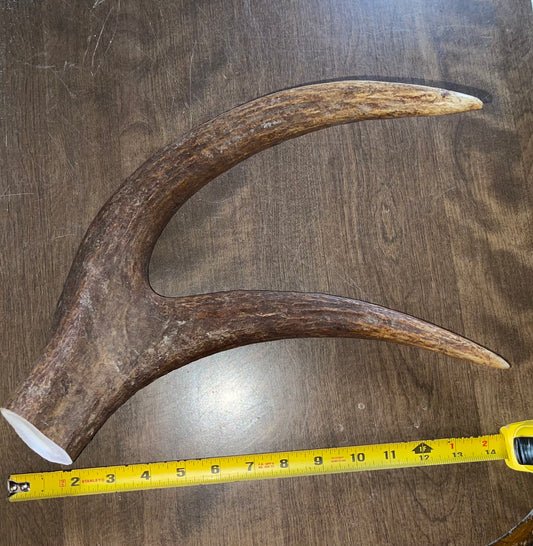Sept-61-Massive Moose Claw for powerful chewers