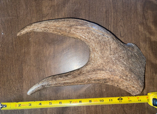 Sept-60-Monster Moose Claw for powerful chewers