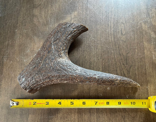 Jan-31 Monster Moose Tine for very good chewers