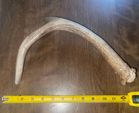 July-8 Monster Deer Beam  for good chewers