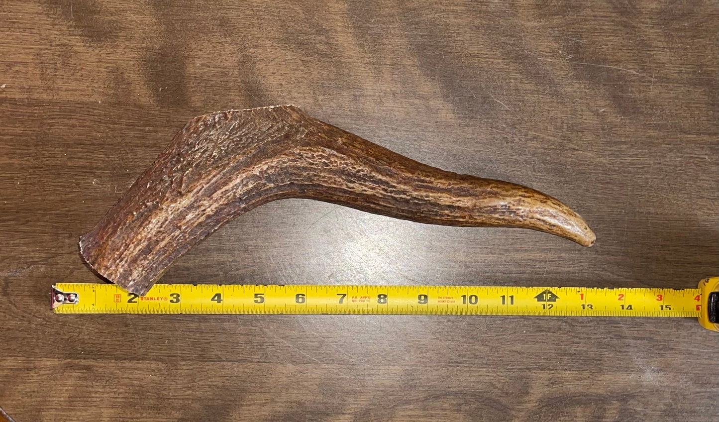 Aug-2 Monster Moose Tine for powerful chewers