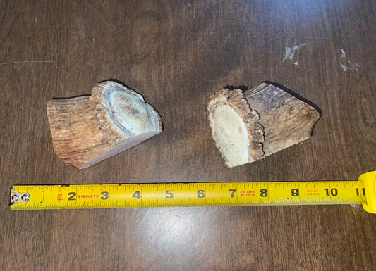 May13 Elk Burr Duo for very good chewers