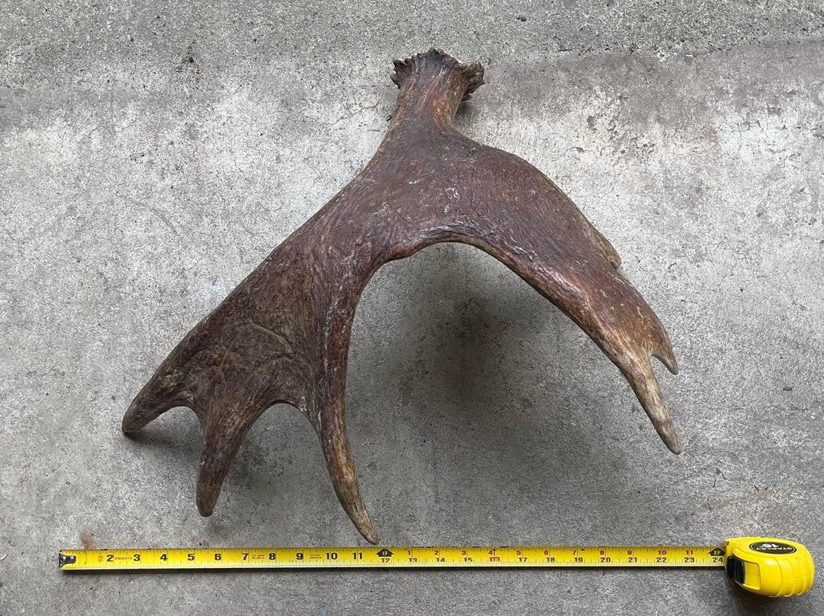 Moose Shed for good to very good chewers