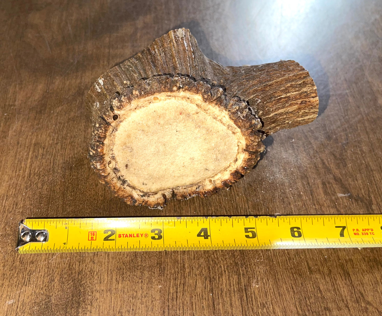 June-12 Elk Burr for very good chewers ( dogs up to 60 lbs)
