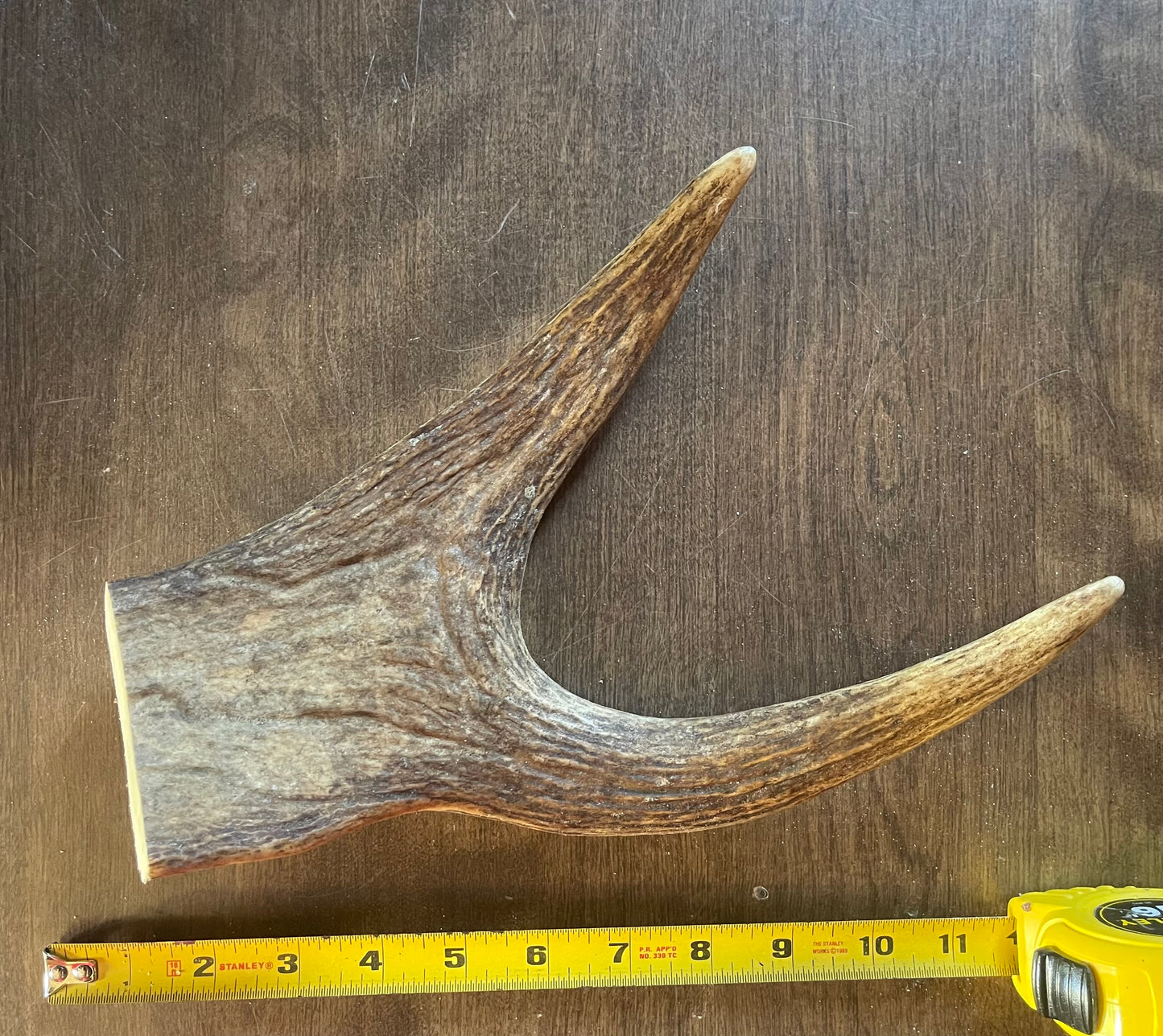 Sept-21 Monster Moose Claw for very good chewers