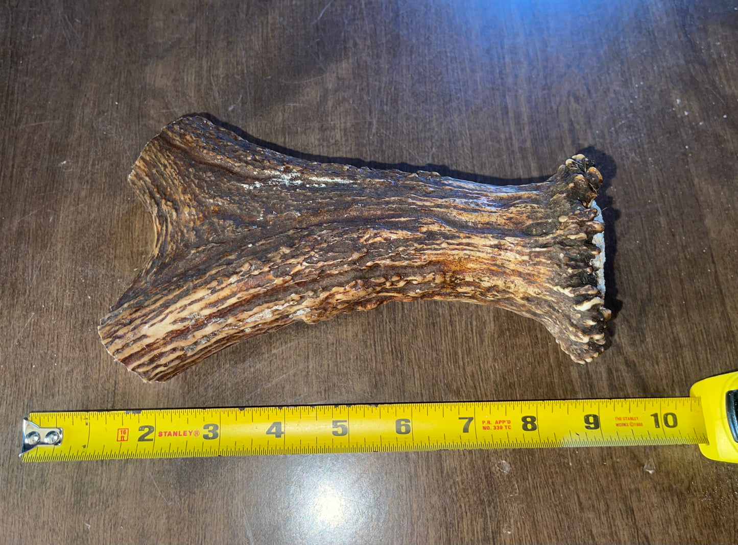 Aug-52 Monster Moose Beam XL for powerful chewers