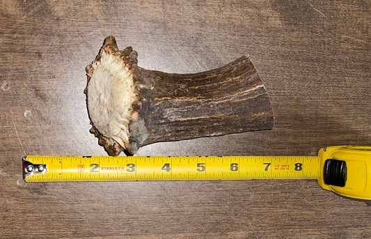 Aug-21 Monster Moose Beam Shortie for Powerful Chewers ( dogs under 55 pounds)
