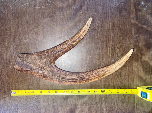 N12 Massive Moose Claw