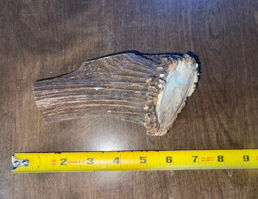 Sept-20-Elk Chunk with Burr For very good /powerful chewers