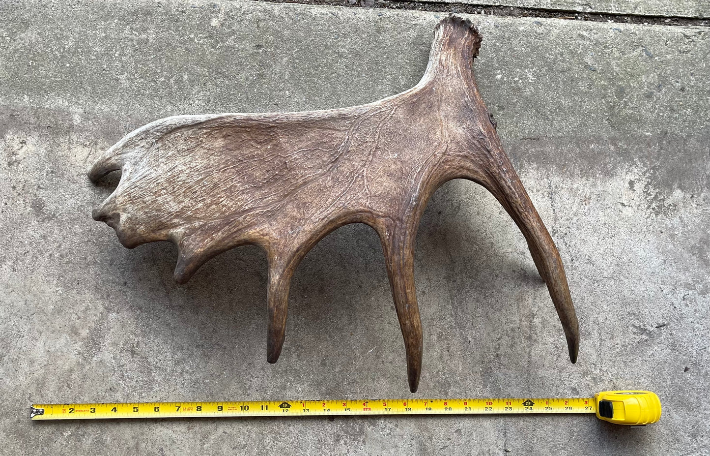 Jan-1 Moose Shed for Good chewers