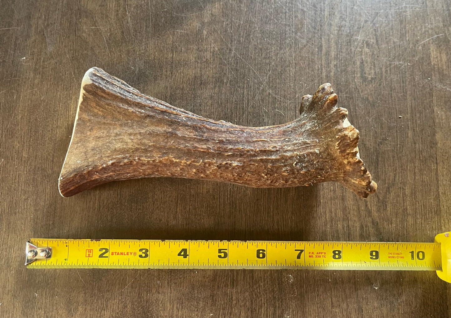 July-5 Moose Beam for very good chewers