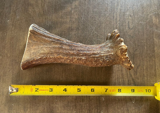 July-5 Moose Beam for very good chewers
