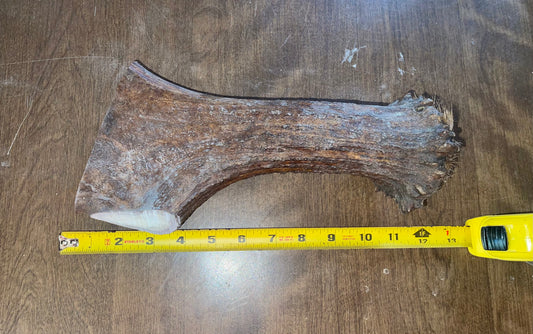 May10  4XL Monster Moose Beam for powerful chewers