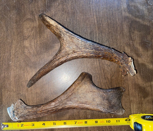 Sept-36-Mini Moose Shed Duo  for to medium to good chewers ( scratch and dent)