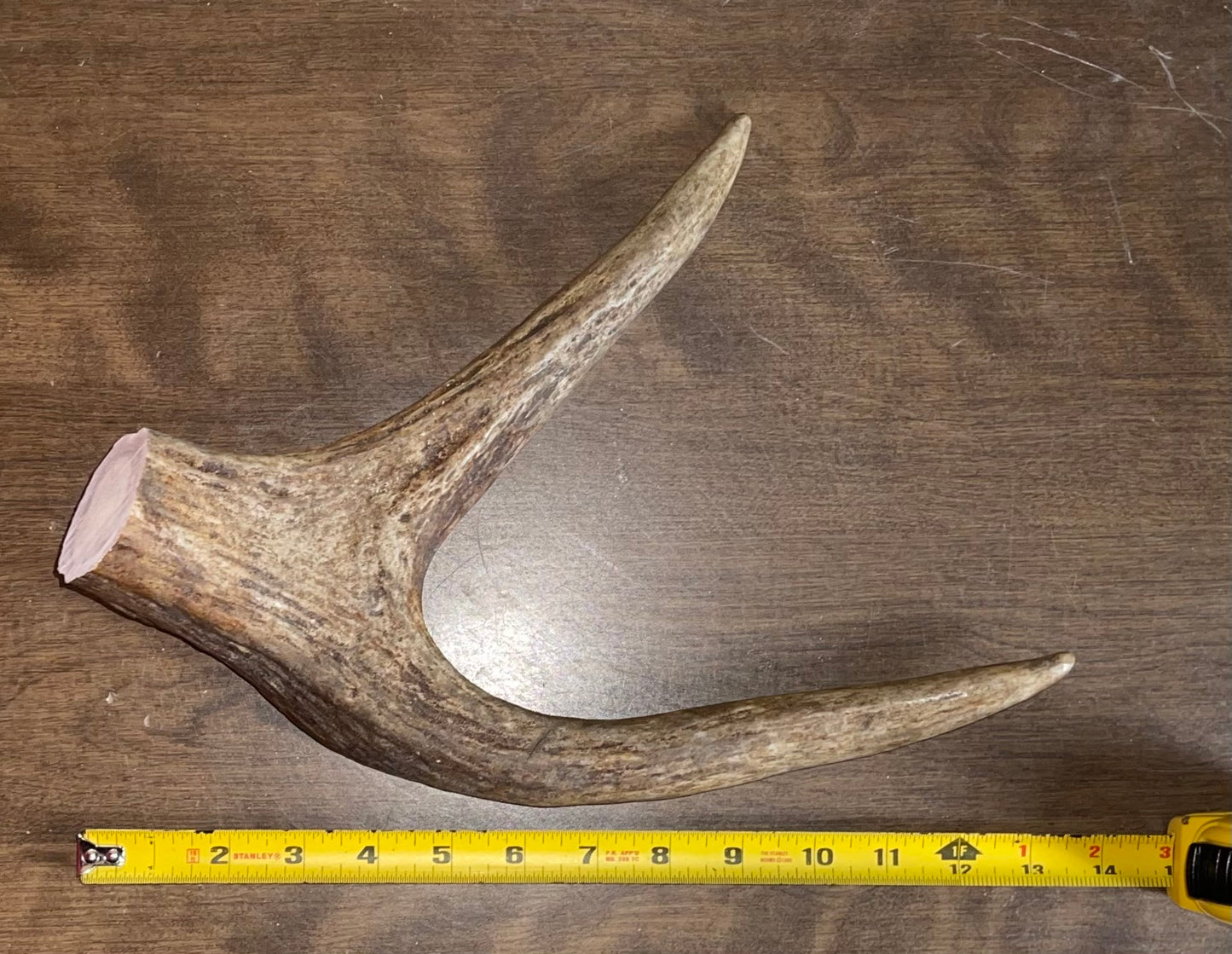 Aug-23 Monster Moose Claw for Powerful Chewers