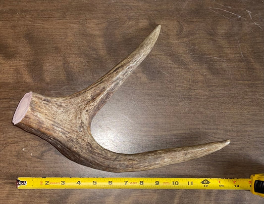 Aug-23 Monster Moose Claw for Powerful Chewers
