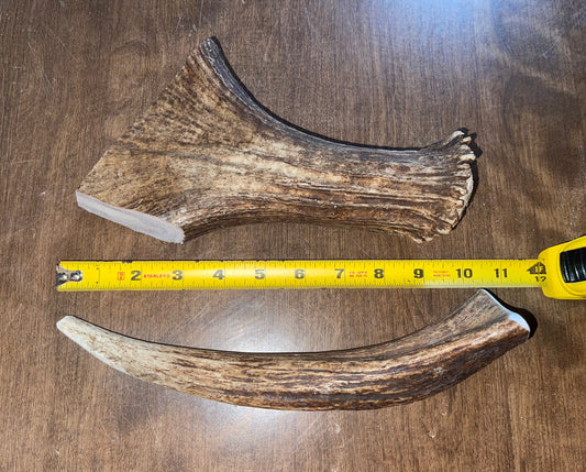 Aug-39 Monster Moose Beam XL/XL Tine Duo for Very Good/powerful chewers