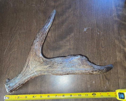 April62  Moose Shed for good chewers