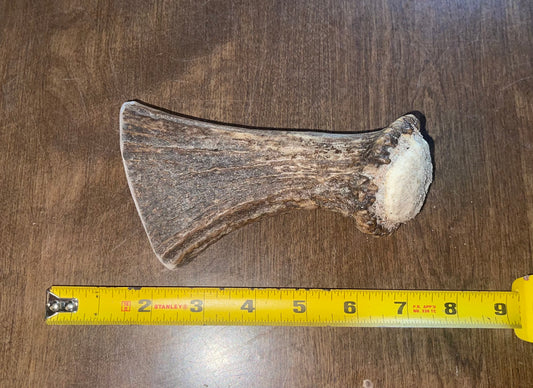 July-15 Moose Beam for good chewers