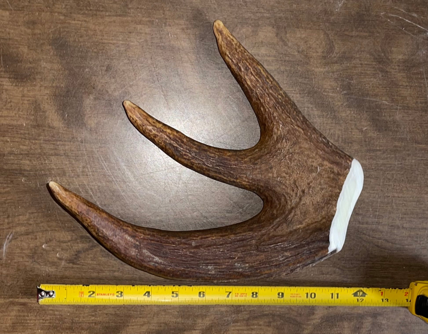 Aug-12 Monster Moose Trident for powerful chewers