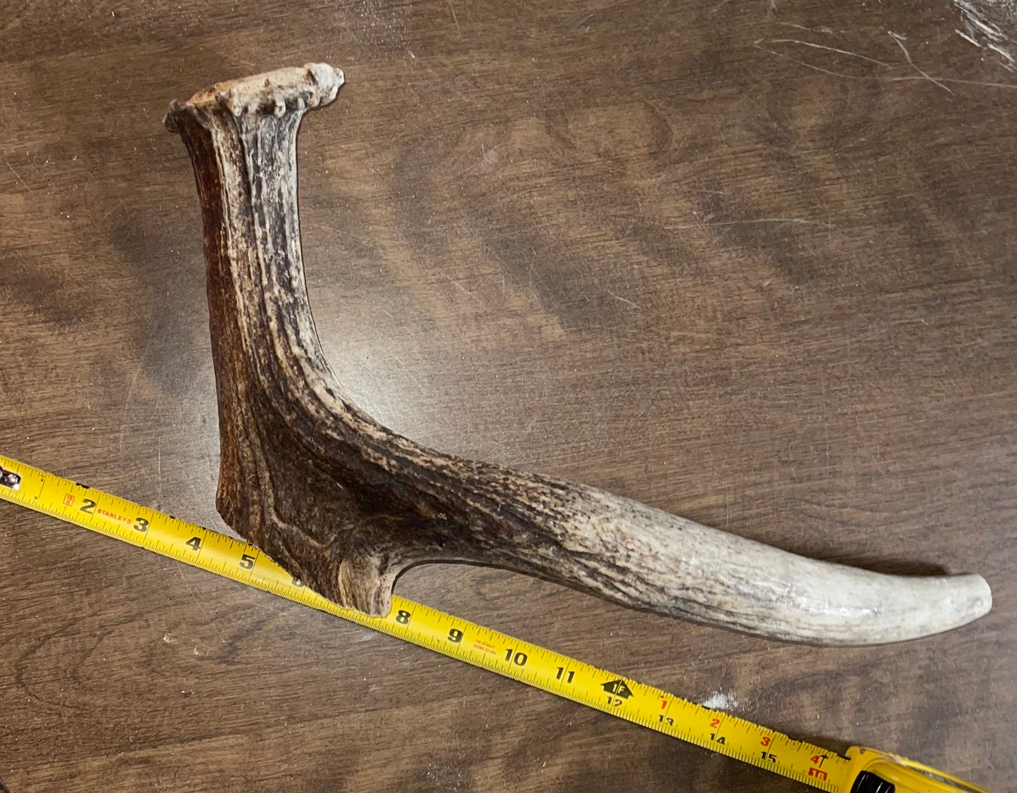 Jan-4 Monster Moose Beam with tine for Good chewers