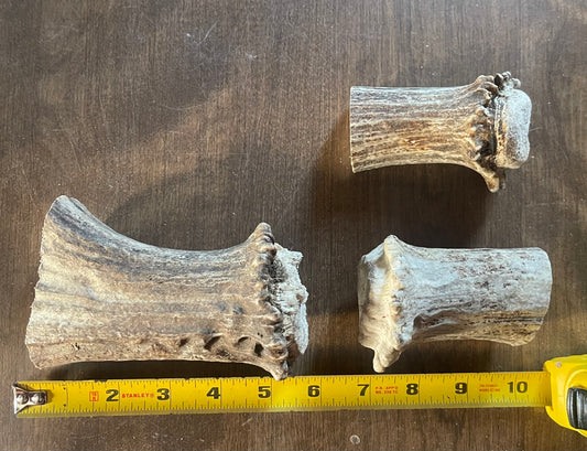 Feb-17 Mini Moose Beam Trio for very good to powerful chewers ( small to medium dogs)