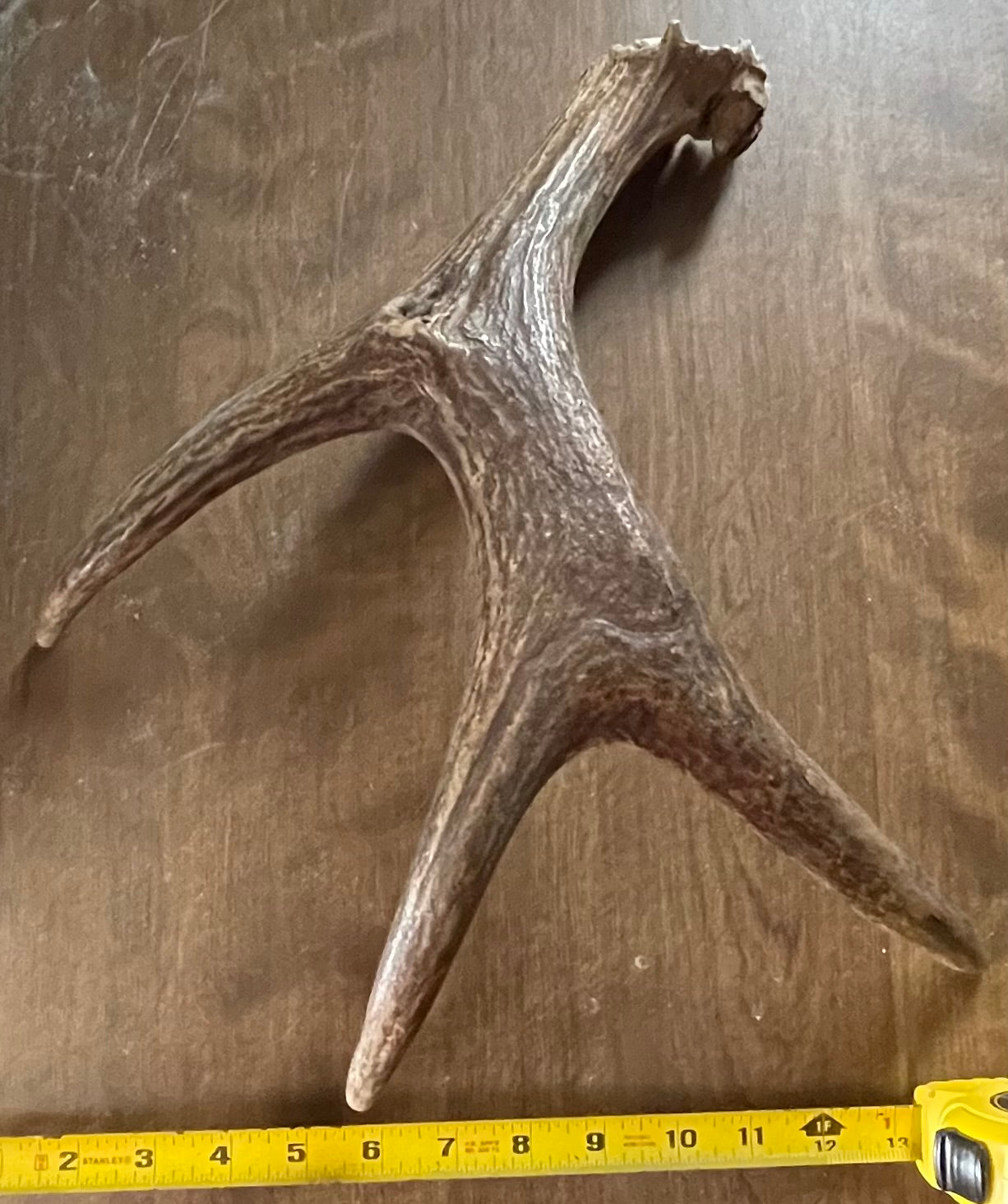 Jan-36 Moose Shed for good to very good chewers