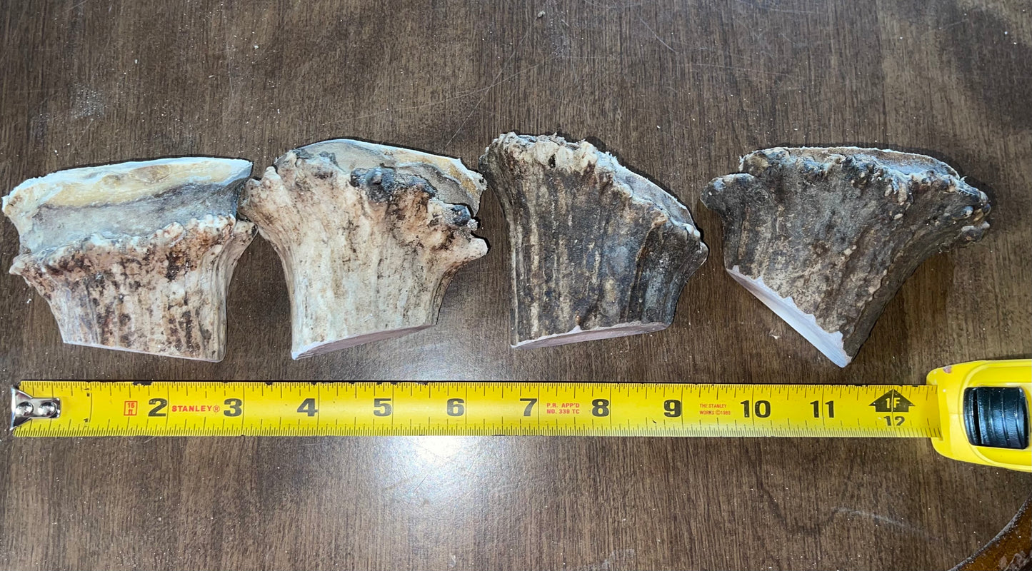 June-24 Moose Burr Split Duo for good chewers