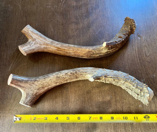 April63 Deer Beam Duo for good to very good chewers