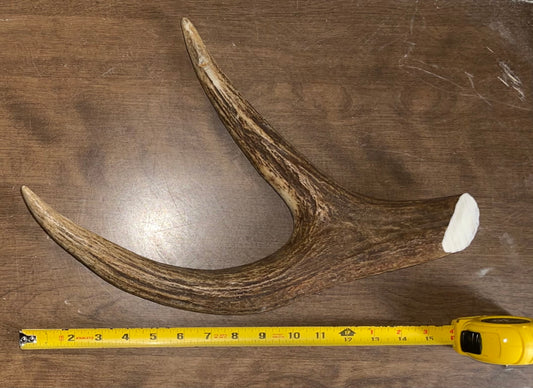 Sept-27 Dino Moose Claw for Powerful chewers