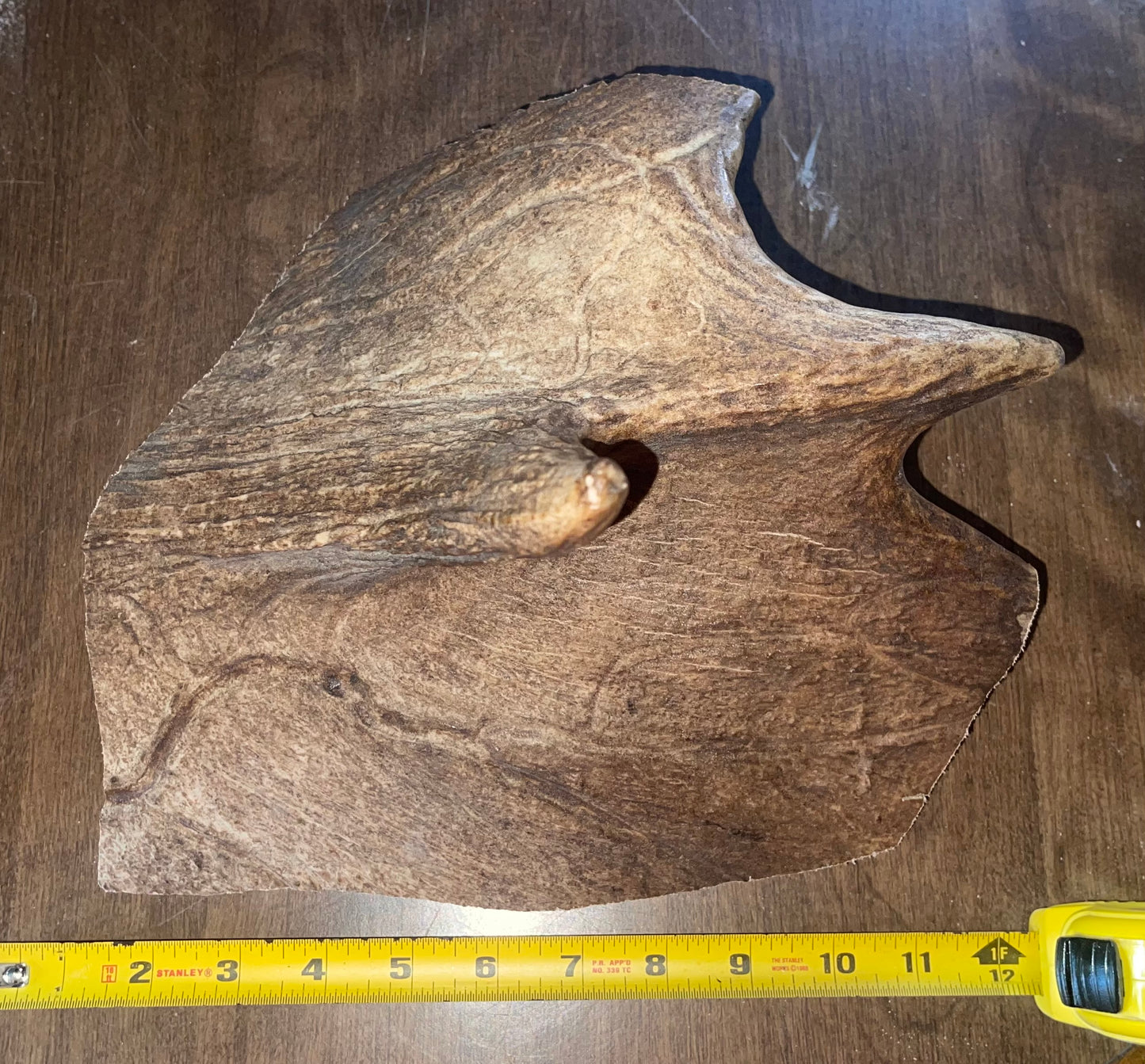May23 Massive Moose Paddle Chunk for good to very good chewers
